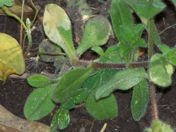 Cerastium glomeratum